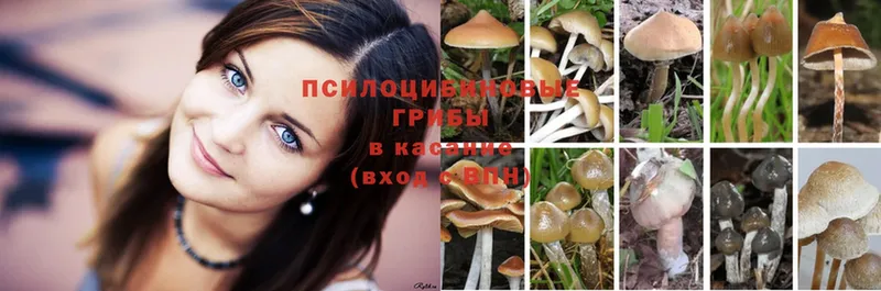 где продают   Муравленко  Псилоцибиновые грибы Psilocybe 